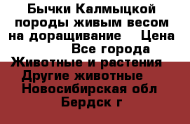 Бычки Калмыцкой породы живым весом на доращивание. › Цена ­ 135 - Все города Животные и растения » Другие животные   . Новосибирская обл.,Бердск г.